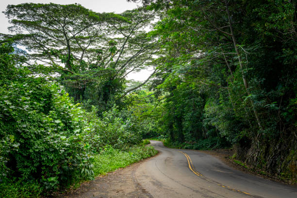 istock Road in the rainforest of Hawaii 2178372797