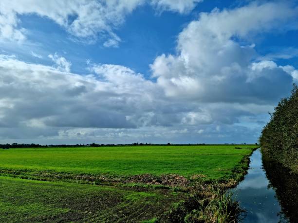 View of meadow in the Groene Hart in the Benschopper Molenvliet, Staatsbosbeheer.
