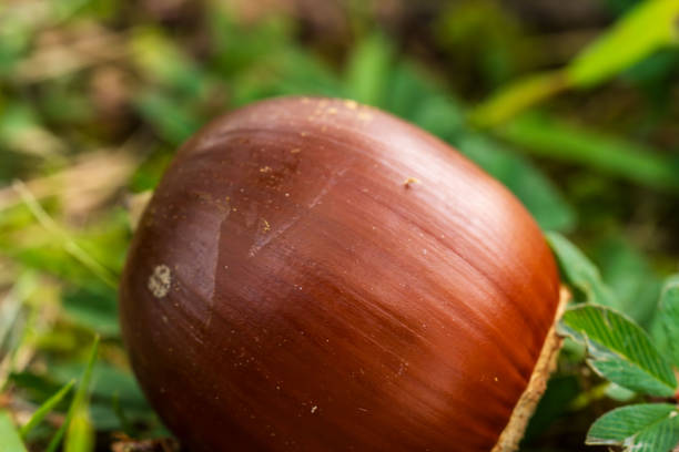 These brown acorns were photographed on a cloudy autumn day.