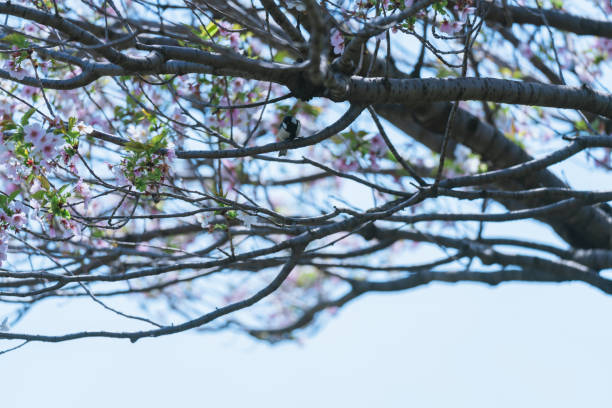Cherry blossoms blooming at a park in Tokyo.