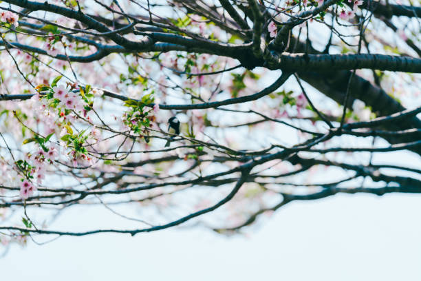 Cherry blossoms blooming at a park in Tokyo.