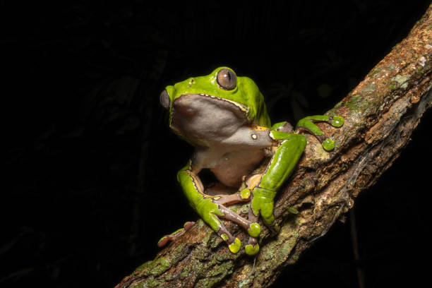 istock KAMBO FROG, HALLUCINOGENIC FROG FROM THE PERUVIAN AMAZON 2178375669