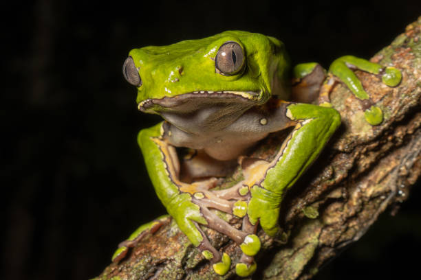 istock KAMBO FROG, HALLUCINOGENIC FROG FROM THE PERUVIAN AMAZON 2178375859