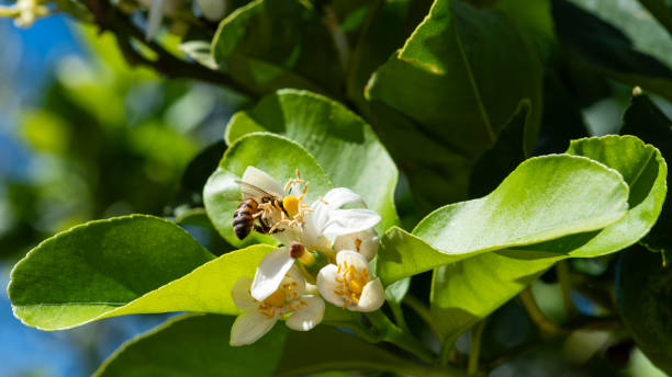 istock Pollinating bee among lemon blossoms. Animals, insects. 2178376461