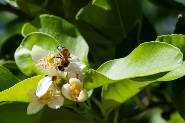 istock Pollinating bee among lemon blossoms. Animals, insects. 2178376463