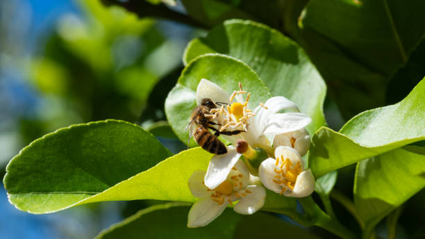istock Pollinating bee among lemon blossoms. Animals, insects. 2178376469