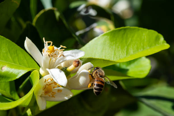 istock Pollinating bee among lemon blossoms. Animals, insects. 2178376474