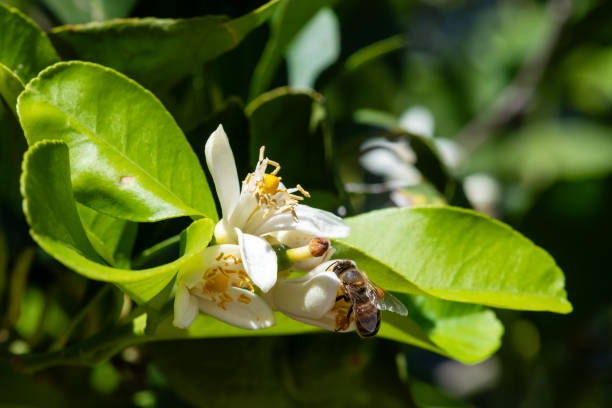 Close-up of a bee collecting pollen from white lemon blossoms in spring. Biological agriculture. Environmental protection and biodiversity.