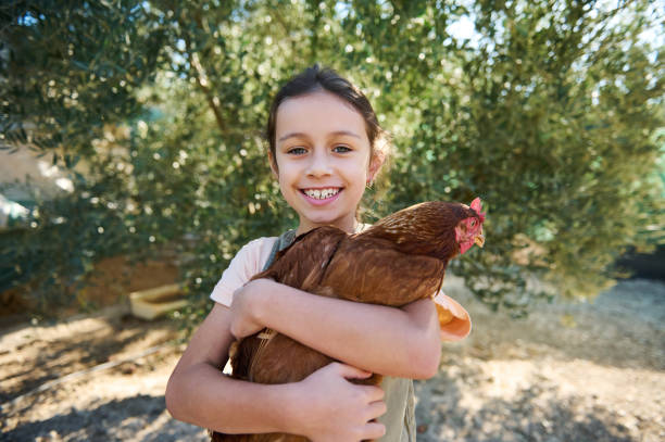 istock Young girl smiling cheerfully while lovingly holding a brown chicken at a farm, surrounded by lush green trees and sunlight. 2178377800