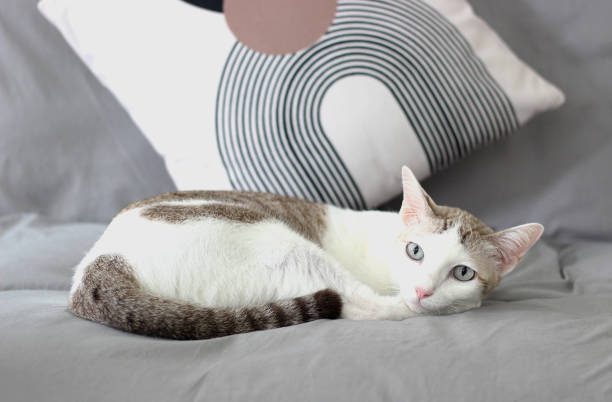 istock The cat lay on the gray sofa 2178377980