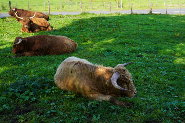 Highland cattle, called Heilan Coo in Scots, can be found all over Scotland. They have long fluffy hair and horns.