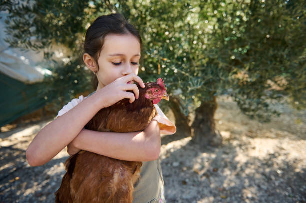 A young girl lovingly cradles a chicken in an olive grove, highlighting the special connection between children and animals amid nature's embrace.