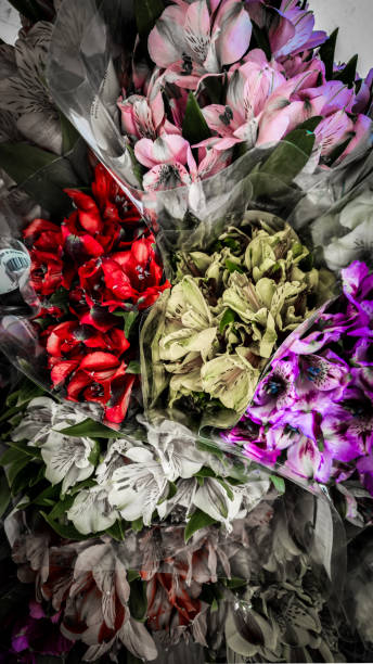 istock macro closeup colorful lily flower bouquet background 2178381571