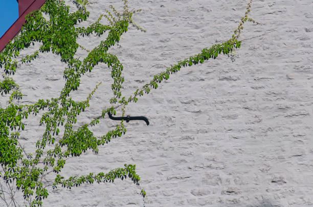 Virginia creeper vine growing on a building exterior in quebec city canada