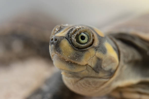 Pet turtle red-eared slider or Trachemys scripta elegans