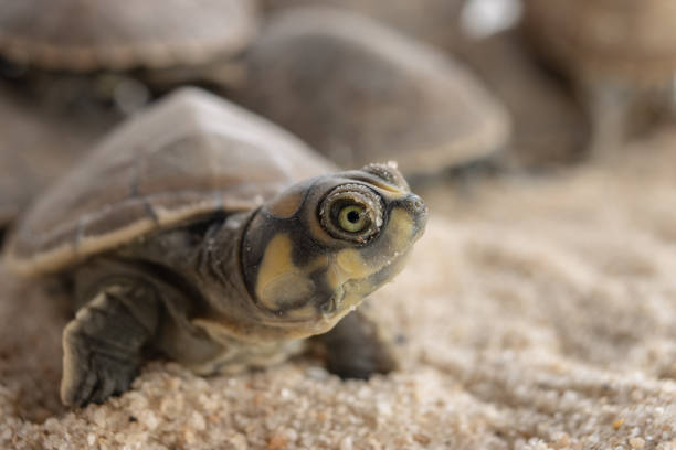 BABIES OF TARICAYA TURTLES, A SPECIES OF AQUATIC CHELONIAN THAT INHABITS THE AMAZONIAN RIVERS