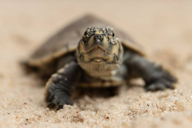 istock TARICAYAS TURTLES POPULAR OF THE AMAZONIAN RIVERS 2178382857