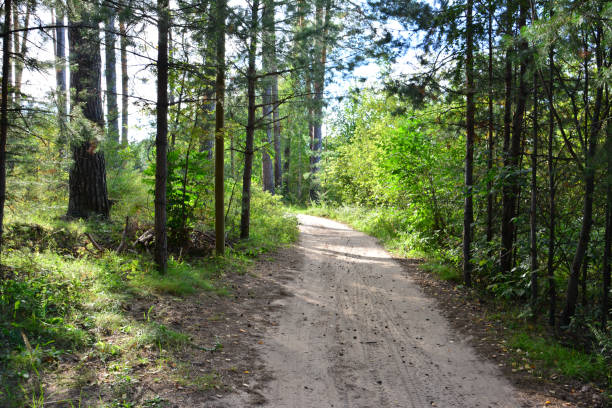 istock an empty dirt road in the forest is surrounded by trees 2178383483