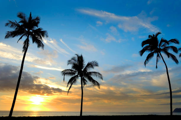 istock Tropical Palm Trees Silhouette Sunset or Sunrise 2178383547