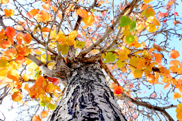 Upward view of fall tree with colorful leaves and blue sky