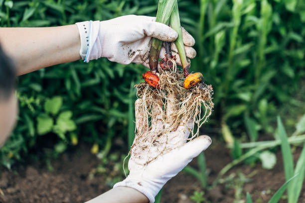 hands holding gladiolus flower bulb onion before planting. High quality photo