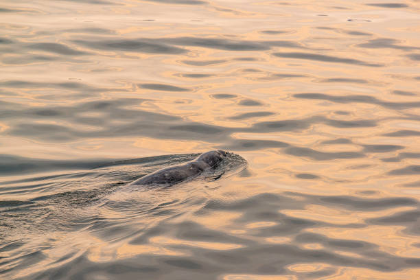 Tadoussac, Canada - July 27 2024: Seals swimming in the Tadoussac Bay