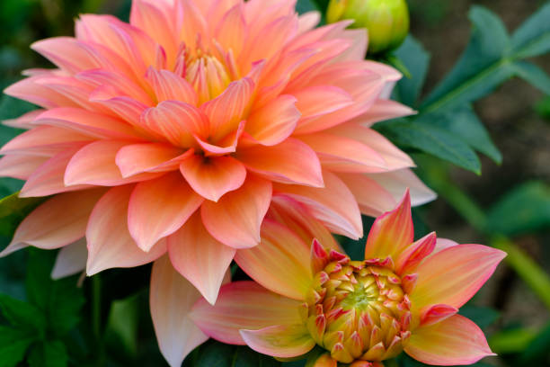 istock Blossoming Dahlia Beauty 2178386015