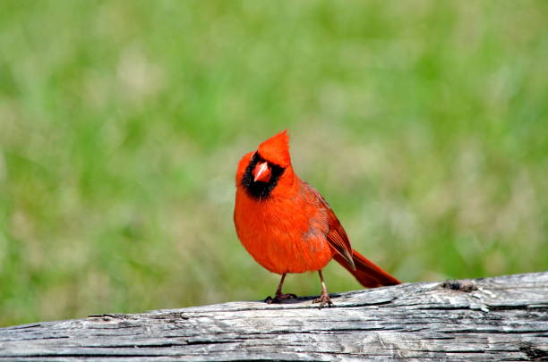 Birds are common animals characterized by feathers, hearts with four chambers and toothless beaked jaws. They lay hard shelled eggs and are strong but lightweight animals.This is a photo of a northern male cardinal .They are known for their bright red feathers and are a symbole of love, hope and connection to deceased loved ones.