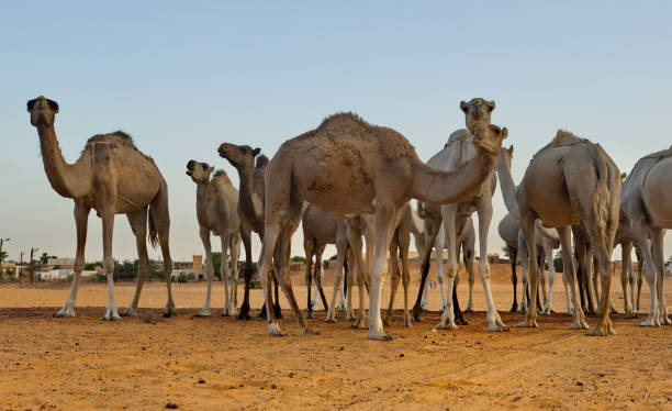 istock Camels of the Sahara Desert 2178386603