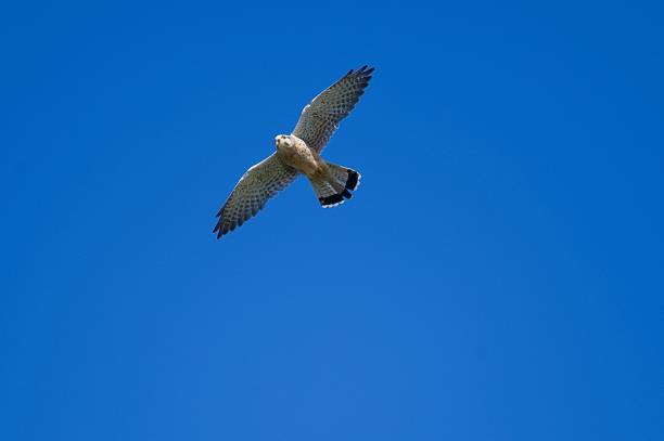 A selective focus shot of a kestrel bird flying in a clear blue sky