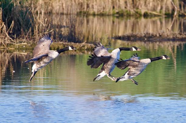 istock Three Canada geese bird landing over water 2178387739
