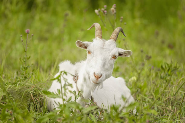 istock small goat in a field of wheat.. 2178387972