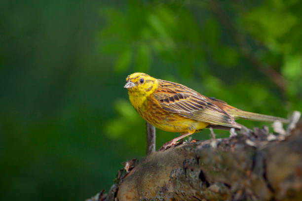 Golden bunting lat Emberiza citrinella