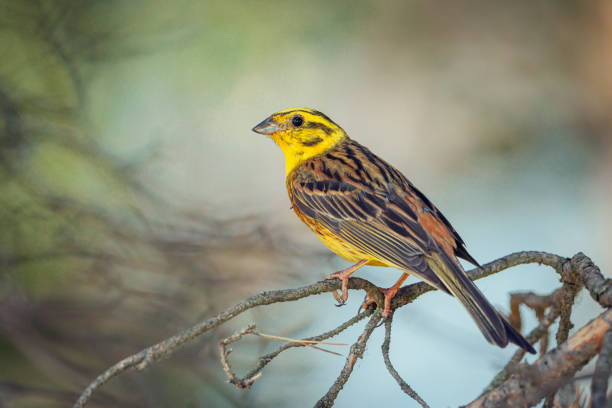 Yellowhammer