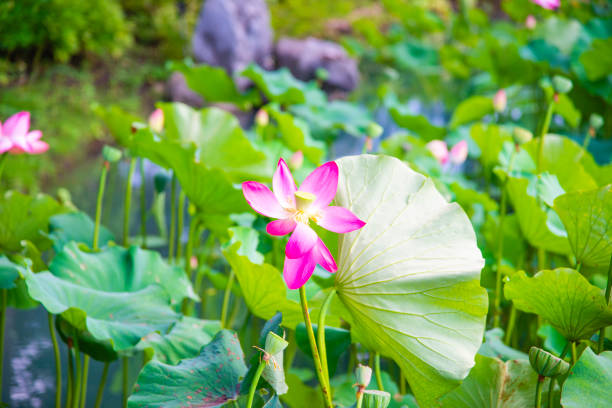 Montreal, Canada - Sep. 4 2024: Lotus flower in Montreal Botanical Garden