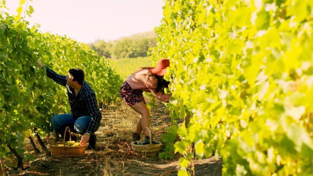 istock Couple in vineyard harvesting grapes 2178389589