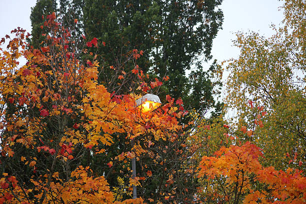 Golden autumn morning in the park with sun rays, natural background or travel wallpaper