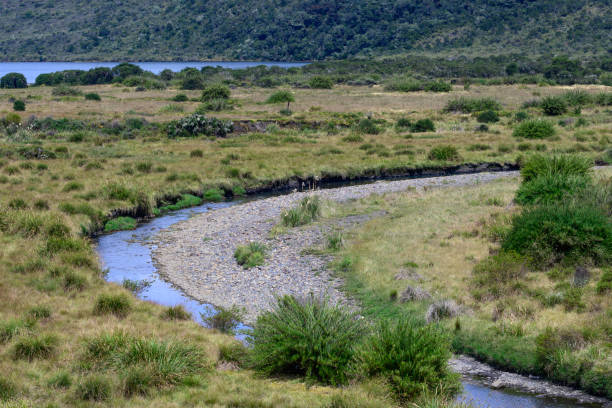 Chingaza Natural Park Reserve Meadow landscape crossing the river