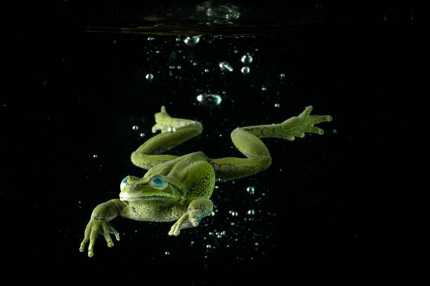 istock frog swimming in a pond with bubbles 2178391268