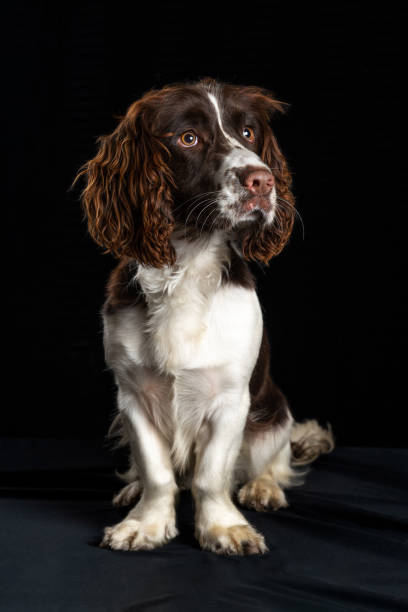 istock dog in portrait of springer spaniel breed 2178391272