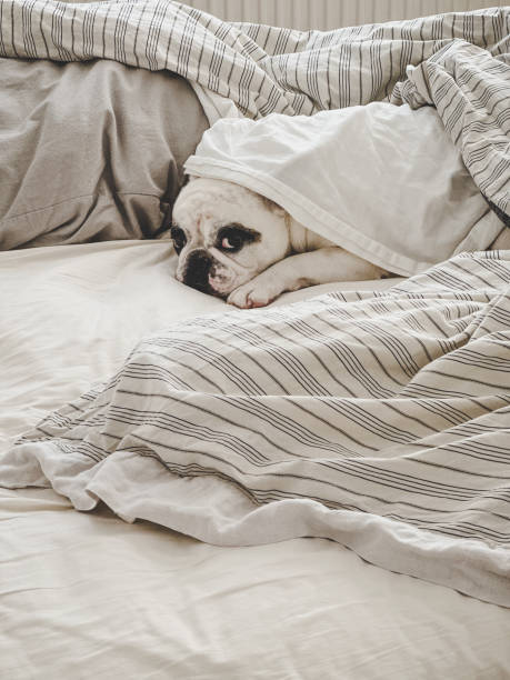 istock Frenchie dog lying in bed under duvet 2178391348