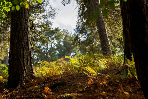 Sunlight filters through trees in a serene forest landscape. Longshaw Estate, Peak District national park.