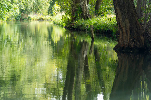 Spreewald - fern leafs mirroring in water