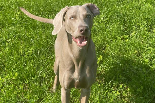 istock Weimaraner Dog playing in Green Grass 2178393725