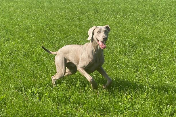 istock Weimaraner Dog playing in Green Grass 2178393739