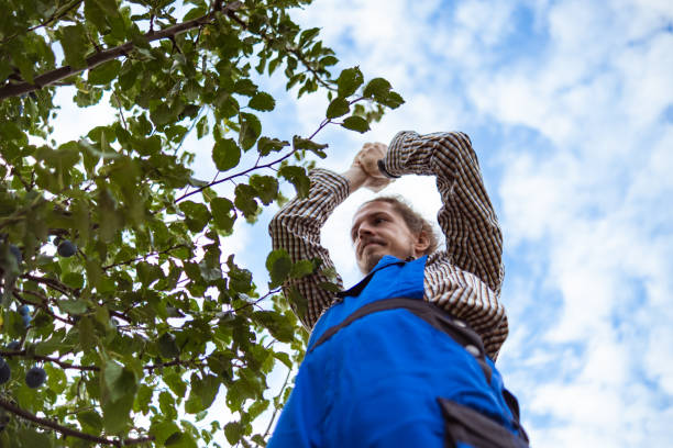 istock Just a simple Autumn plum harvest 2178395676