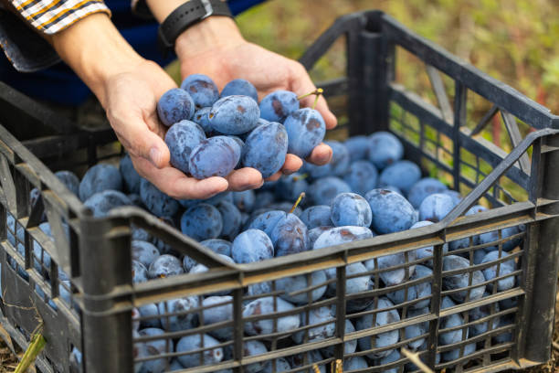 istock Ripe plums from a family orchard 2178395798