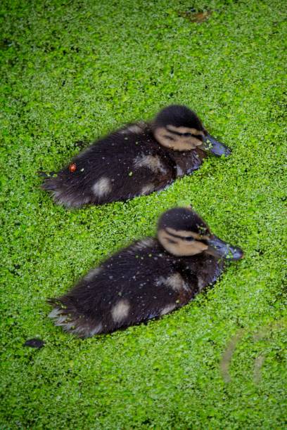 istock Ducklings Swimming in Duckweed-Covered Pond 2178395878