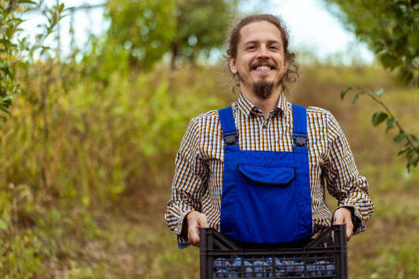 Smiling ham harvesting plums and checking the ripeness of fruit on other trees