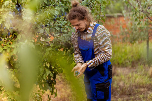istock When is the right time to pick plum? 2178396038